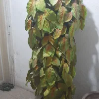 گل زیبا مصنوعی و معاوضه با عروس هلندی