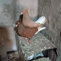 کفتر و کبوتر