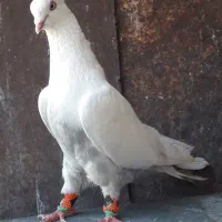 کفتر دمبی