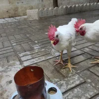 جوجه خروس ماشینی