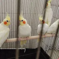 تعدادی عروس هلندی بالغ اماده جفت