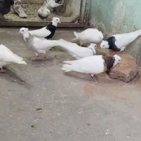 طوقی دار