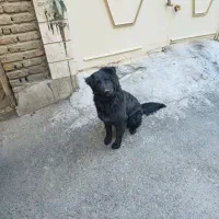 واگذاری رایگان ژرمن بلک