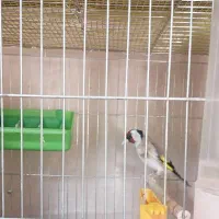 سهره نر جفتی