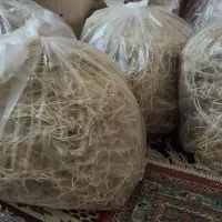 رشته خانگی خورموج