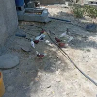 معاوضه