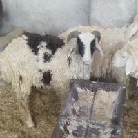 چهار تا بره نر کیلویی 650