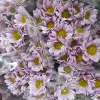 استند کاغذ کادو