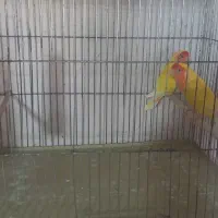 نرو ماده مولد