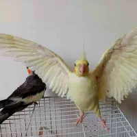عروس هلندی نروماده