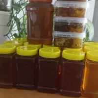 عسل کندو و شرط