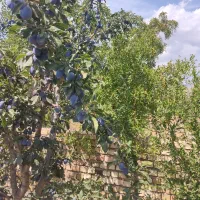 الو|خوردنی و آشامیدنی|نیشابور, دارایی|دیوار