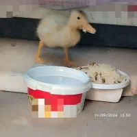 غاز