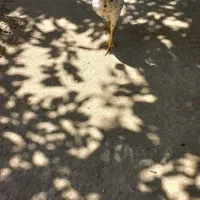خروس