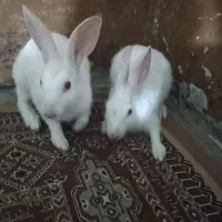 خرگوش چشم قرمز