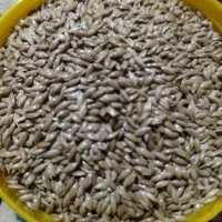 کتان درجه یک و تمیز اردبیل مخصوص قناری