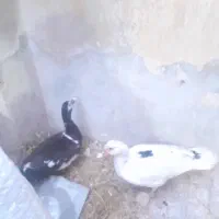 اردک اسرائیلی