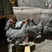 خروس پیلیموتراک اصل