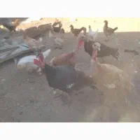 بوقلمون