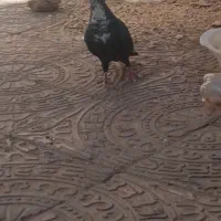 کبوتر سیا رسمی
