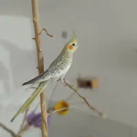 عروس هلندی معاوضه با کفتر طوقی خوشگل