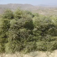 علف