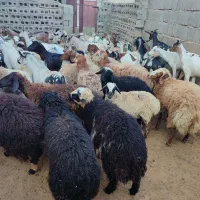 کهره و بره موجود