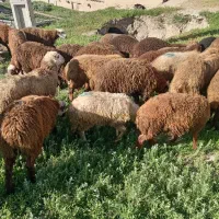 کاور نر داشتی