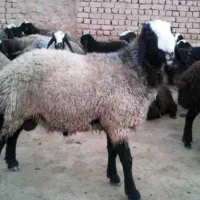 دام زنده