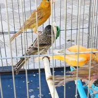 قناری  و گلبسر