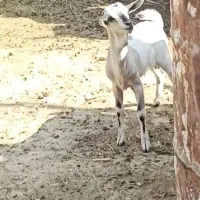 فروش جفت کهره دوقلو صومال نرو ماده شیر بس
