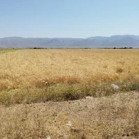 فروش گندم آبی اقلید