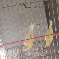 دو عدد قناری نر شش ماهه