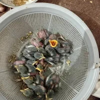 جوجه مینا