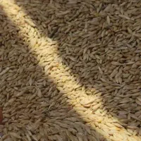 فروش جو محلی