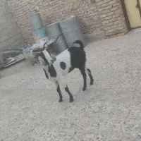 فروشی اسپیج