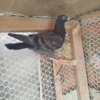 جوجه آلمانی پرشی کفتر بومب