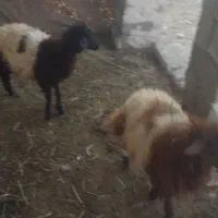بره