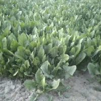 سبزی
