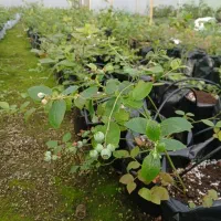 نهال بلوبری