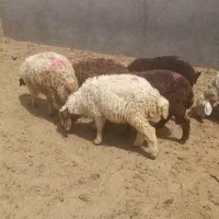 فروش عمده بره و بزغاله ارسال سراسری ایران