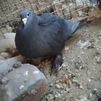نرشازده سرخ