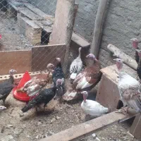 فروش بوقلمون محلی