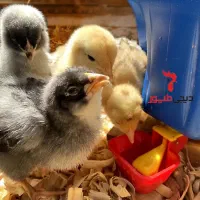 آبخوری اتوماتیک