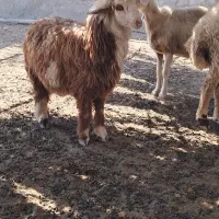 بره نر