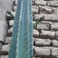 گل کاکتوس بزرگ