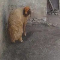 قوچ سنجابی