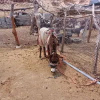 الاغ نر