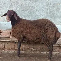 فروش قوچ و بره هر همو و هترو