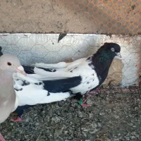 جفت سینه سیاه